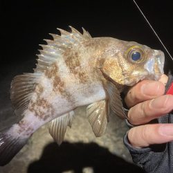 メバル上向いて来てます!