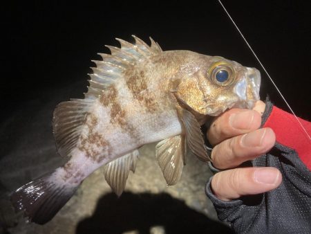 メバル上向いて来てます!