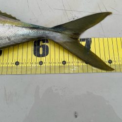 やっと念願の青物ルアーで釣りあげました