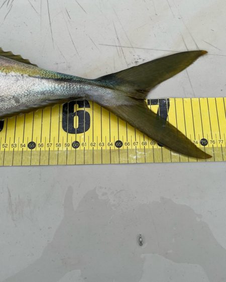 やっと念願の青物ルアーで釣りあげました