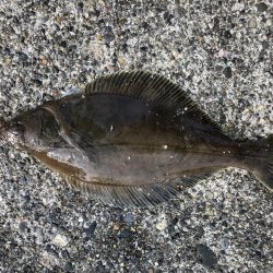 ギガアジを求めて…