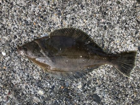 ギガアジを求めて…