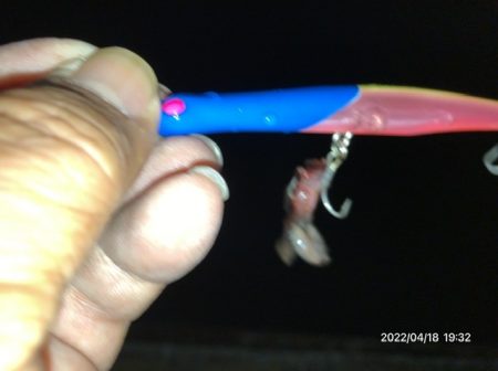 バチ抜けシーバス