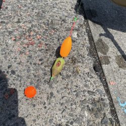 砂上げ場のサヨリ釣り