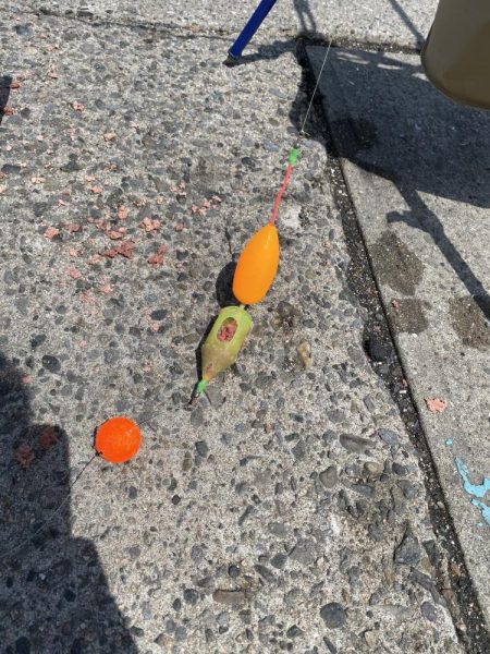 砂上げ場のサヨリ釣り