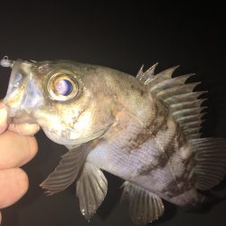 たかたか釣り日記