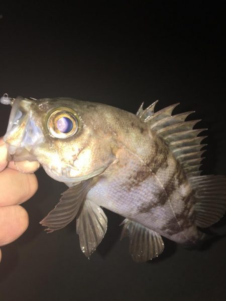 たかたか釣り日記