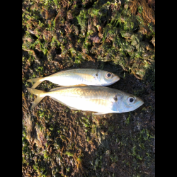 モーニングアジング