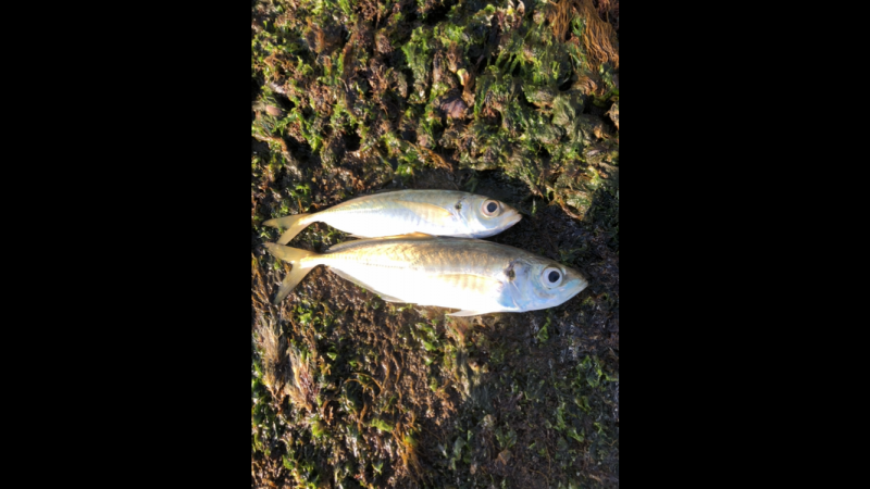 モーニングアジング