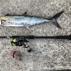 今日もサワラ狙い