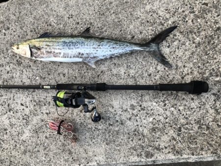 今日もサワラ狙い