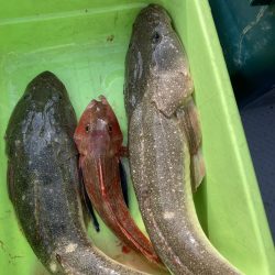 サビキの落とし込み！