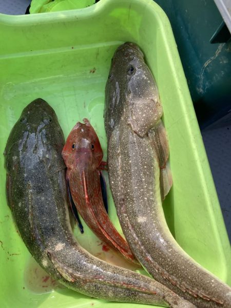 サビキの落とし込み！