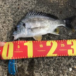 ヘチ釣りでキビレGET