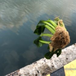 バチ抜けシーバス