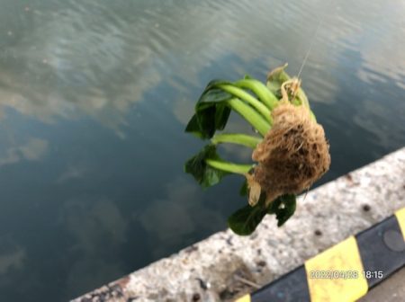 バチ抜けシーバス