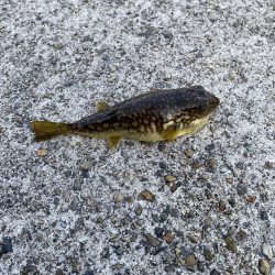 デイメバリング