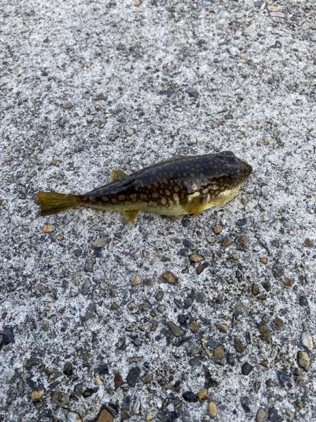 デイメバリング