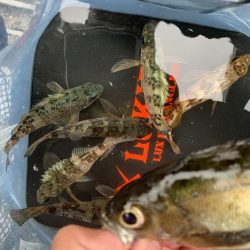 メバル釣れるϵ( \’Θ\’ )϶