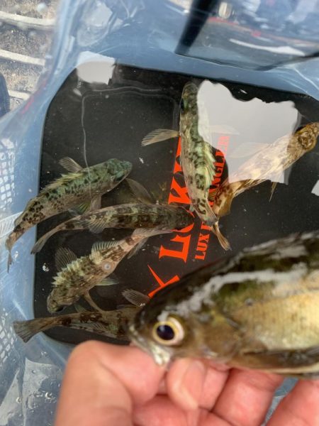 メバル釣れるϵ( \’Θ\’ )϶