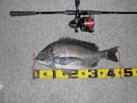 ポツポツと釣れる感じ…