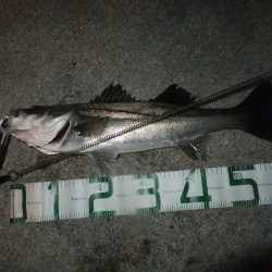 シーバス絶好調!