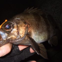 いよいよメバリング最盛期へ