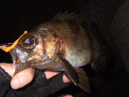 いよいよメバリング最盛期へ