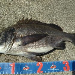 乗っ込みちぬ！ヘチ釣り