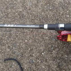 今日はヘチ釣り