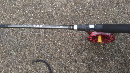 今日はヘチ釣り