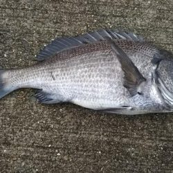 今日はフカセでチヌ‼