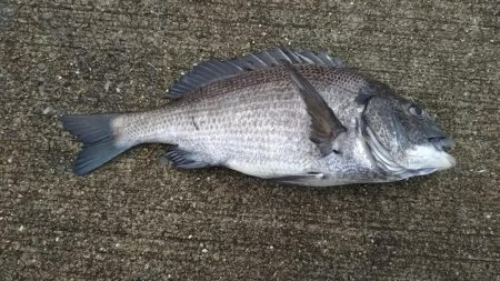 今日はフカセでチヌ‼