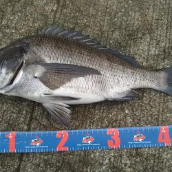 今日もフカセ釣り【ちぬ】