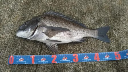 今日もフカセ釣り【ちぬ】