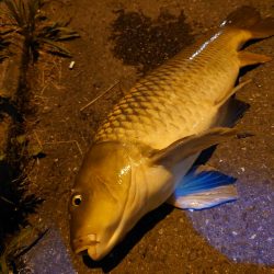 シーバスのはずが鯉