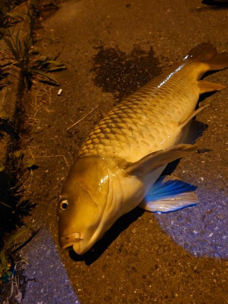 シーバスのはずが鯉