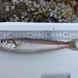 鯉川でのキス釣り