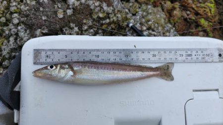 鯉川でのキス釣り