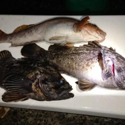 閖上漁港周辺の釣行