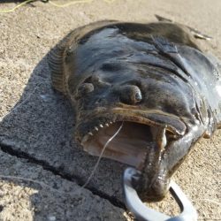 久しぶりの狙い通り！