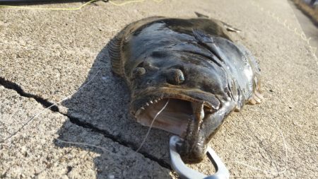 久しぶりの狙い通り！