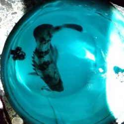 アジはどこに？