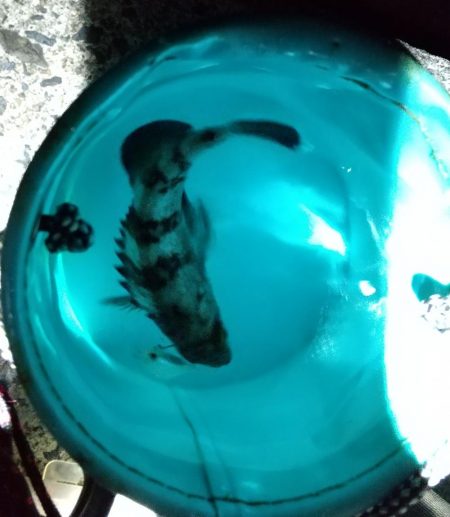 アジはどこに？