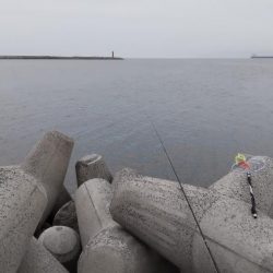 座布団にわずか届かず、、