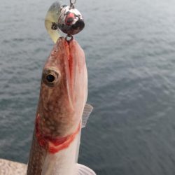 爆風とエソの微笑み