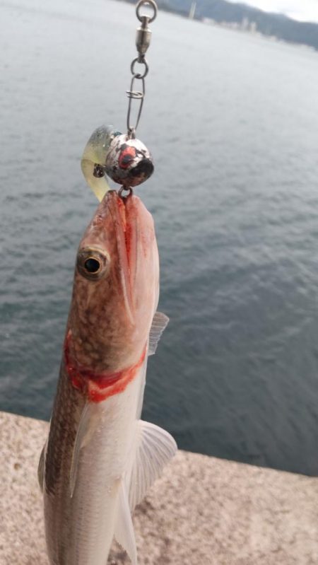 爆風とエソの微笑み