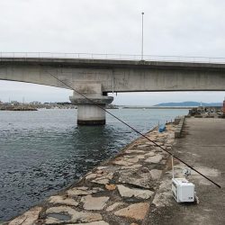 良型キスが釣れました