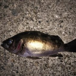 型は小さいが良いコンディションのメバル