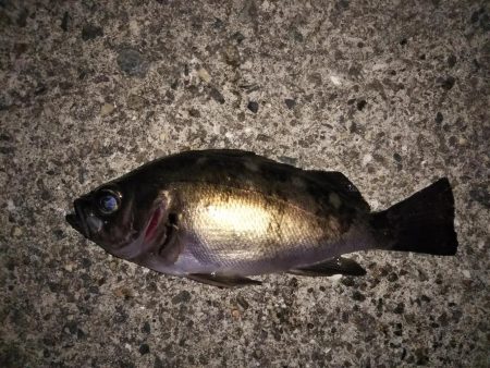 型は小さいが良いコンディションのメバル